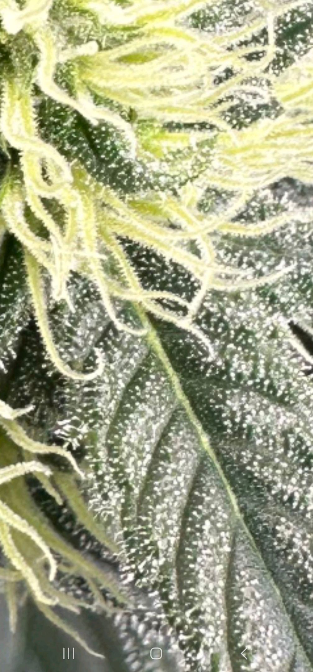 Ricky Bobby #2 (LIT) growlog photo 295