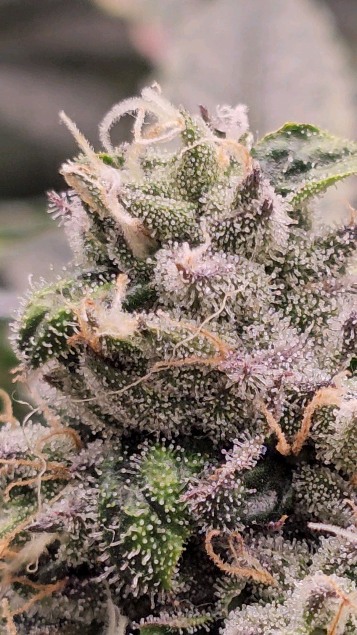 Ricky Bobby #2 (LIT) growlog photo 299