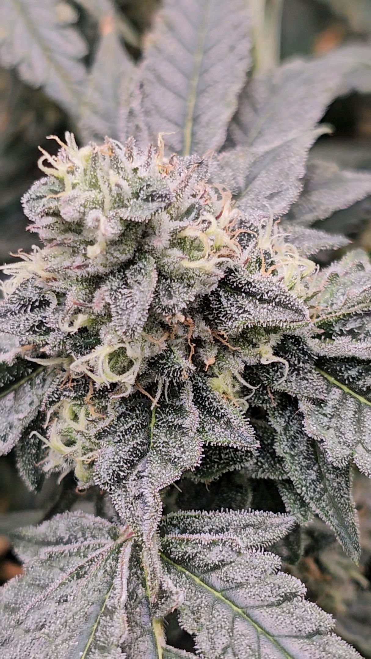 Ricky Bobby #2 (LIT) growlog photo 301