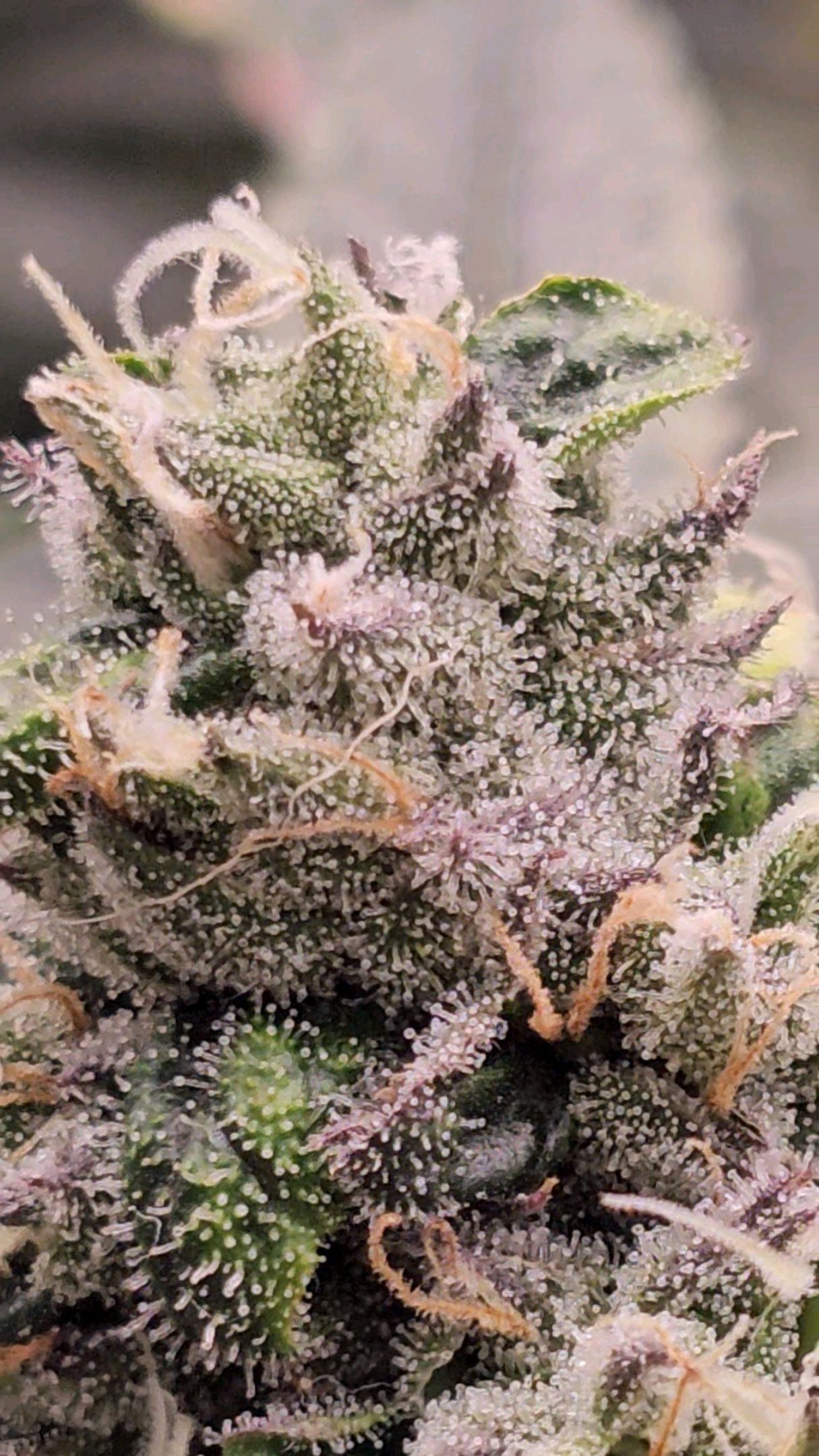 Ricky Bobby #2 (LIT) growlog photo 304