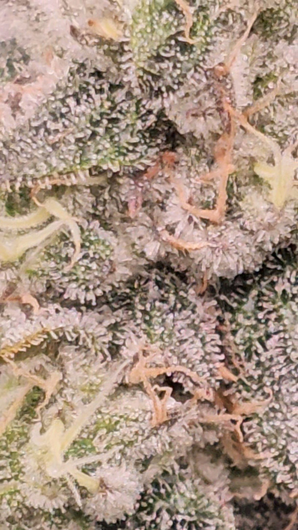 Ricky Bobby #2 (LIT) growlog photo 305
