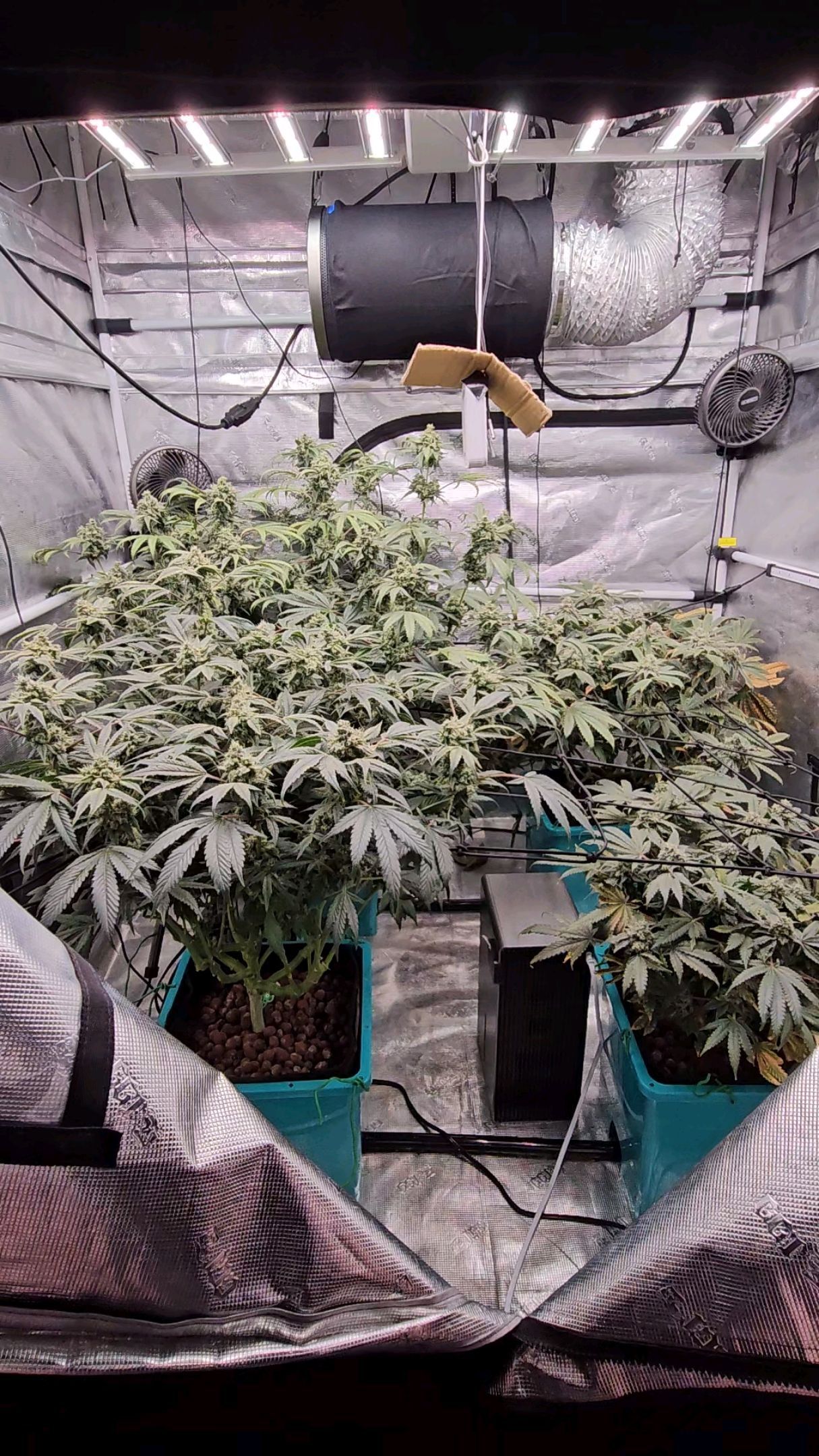 Ricky Bobby #2 (LIT) growlog photo 308