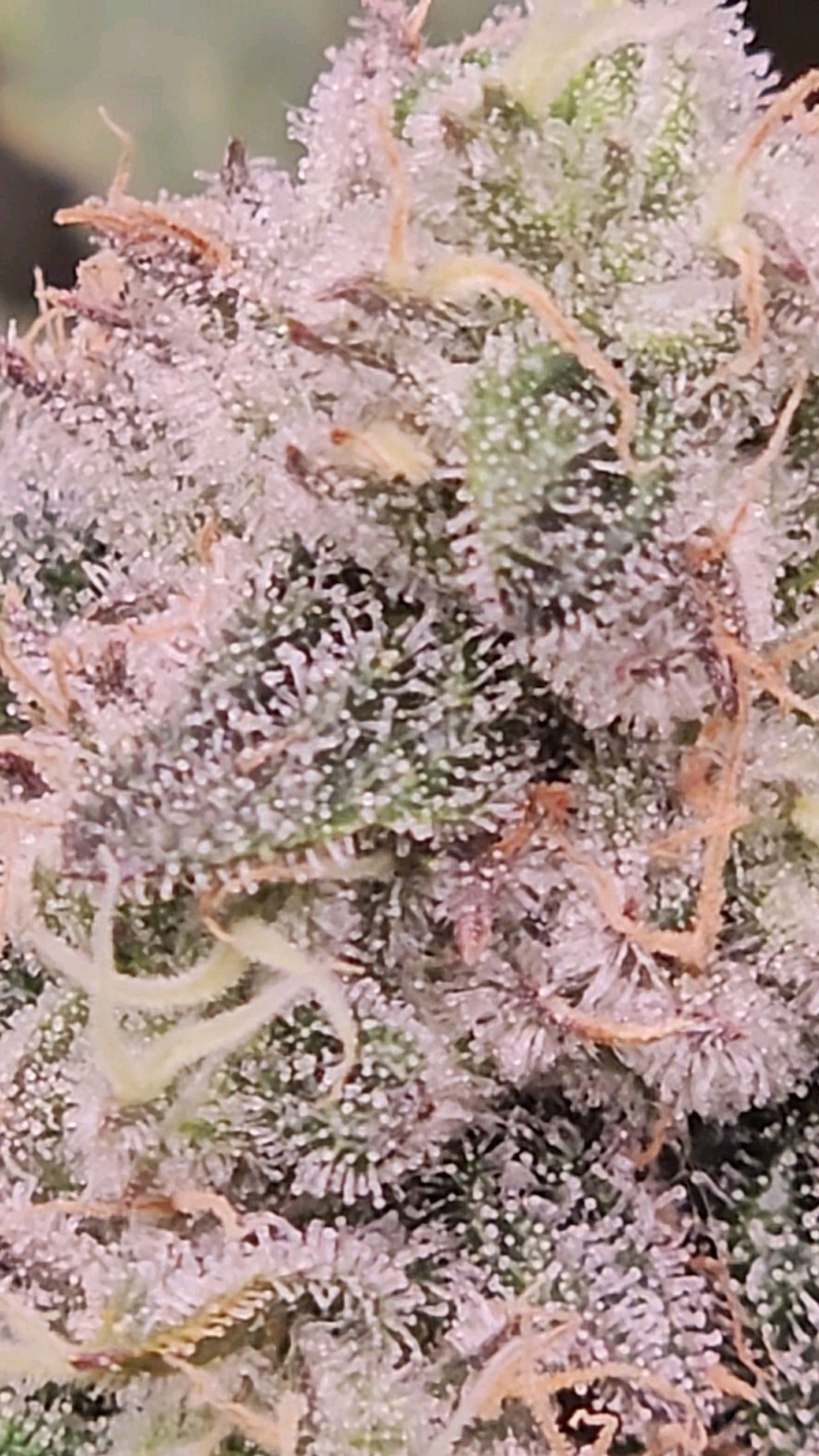 Ricky Bobby #2 (LIT) growlog photo 309