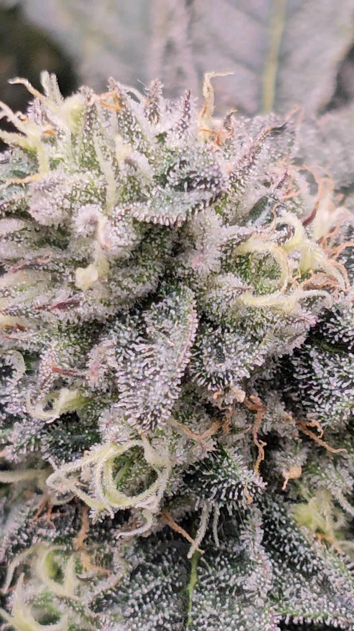 Ricky Bobby #2 (LIT) growlog photo 311