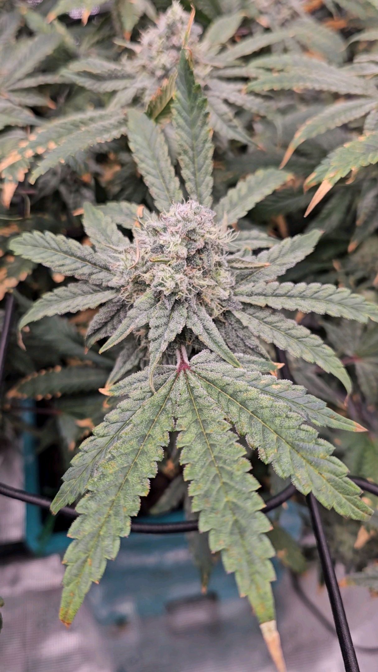 Ricky Bobby #2 (LIT) growlog photo 313