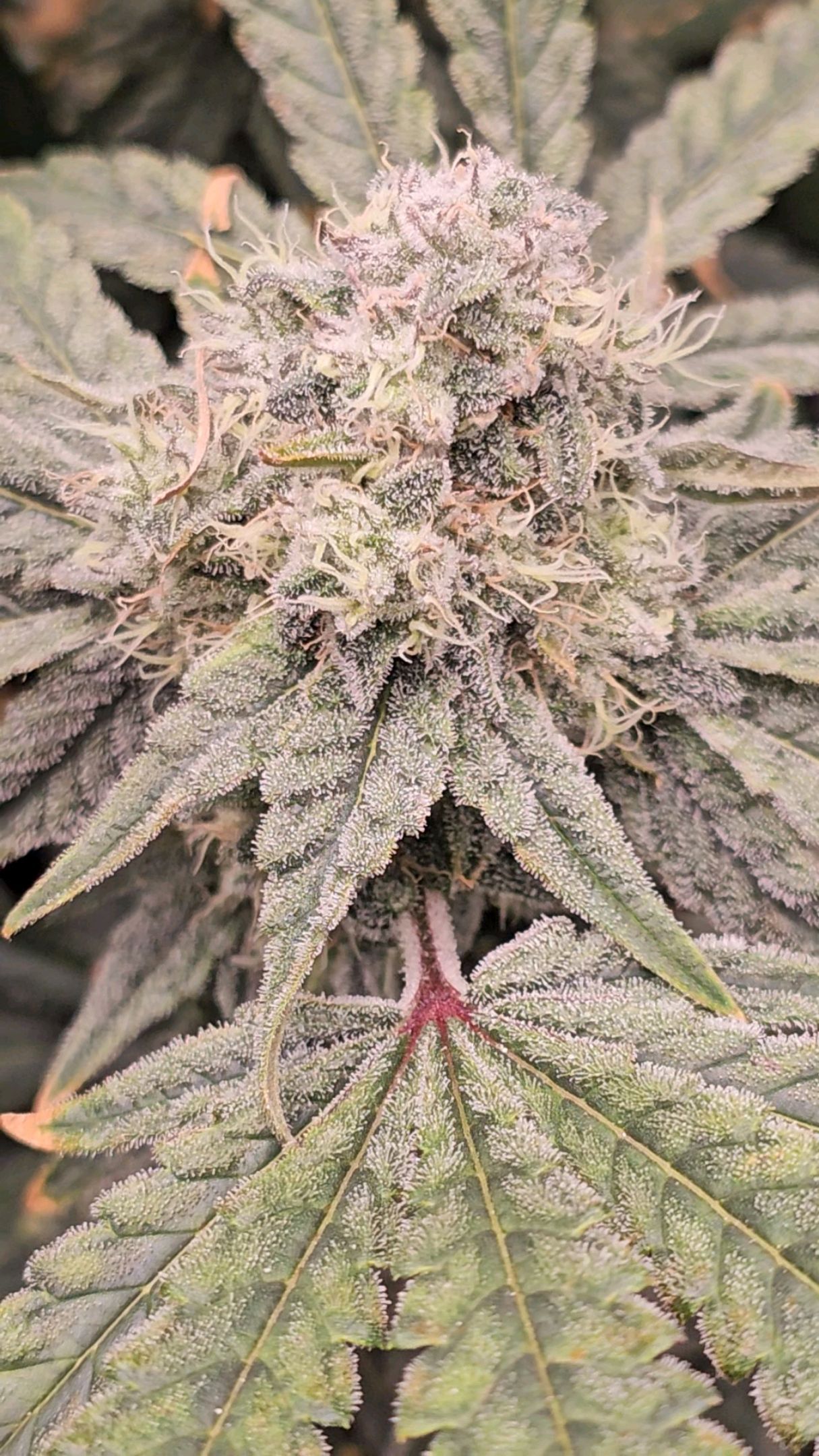 Ricky Bobby #2 (LIT) growlog photo 314