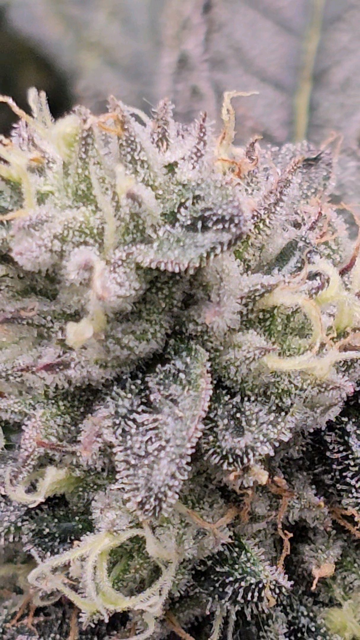 Ricky Bobby #2 (LIT) growlog photo 318