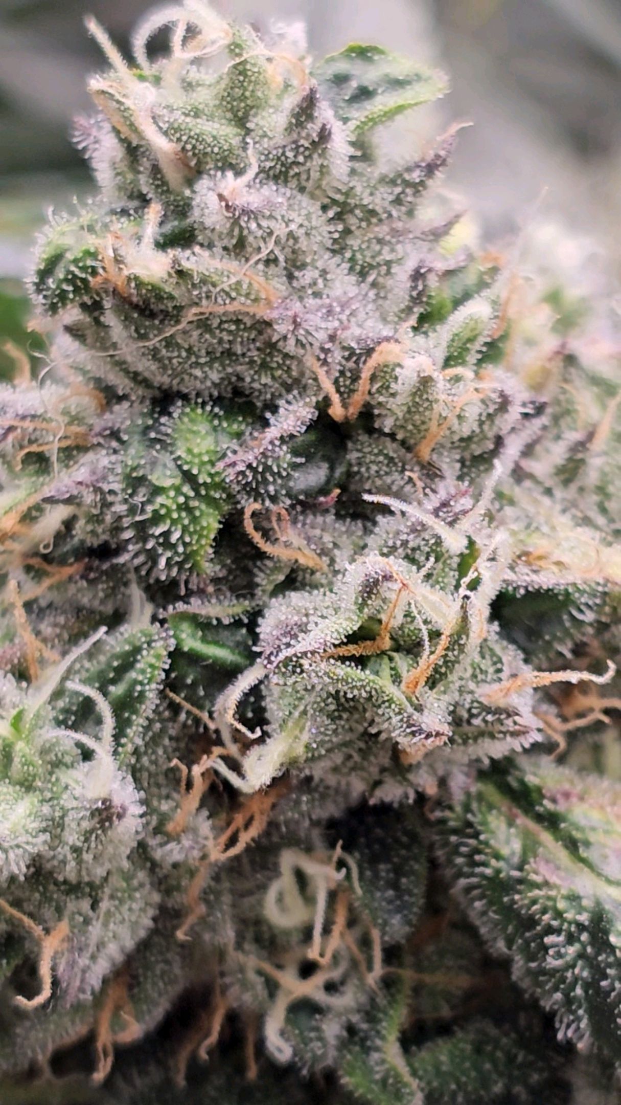 Ricky Bobby #2 (LIT) growlog photo 319