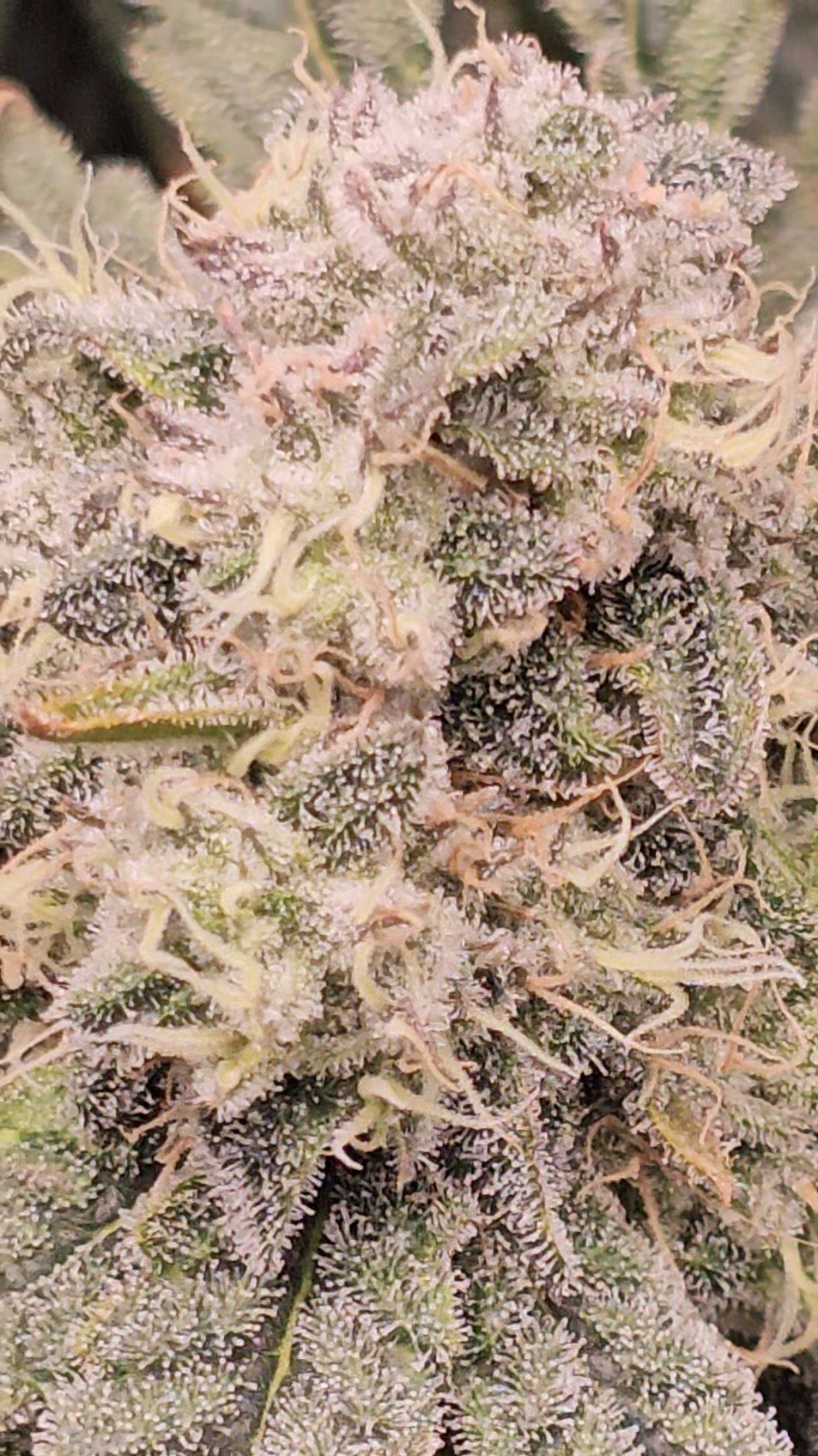 Ricky Bobby #2 (LIT) growlog photo 320