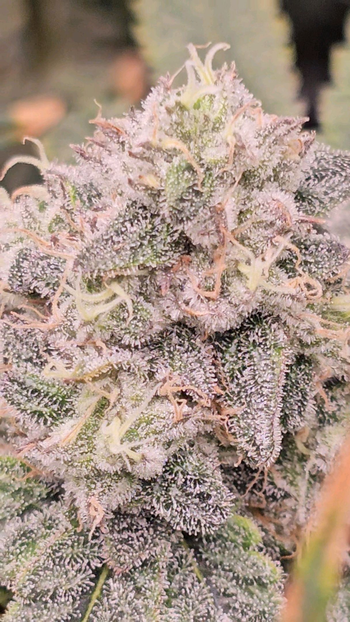 Ricky Bobby #2 (LIT) growlog photo 321