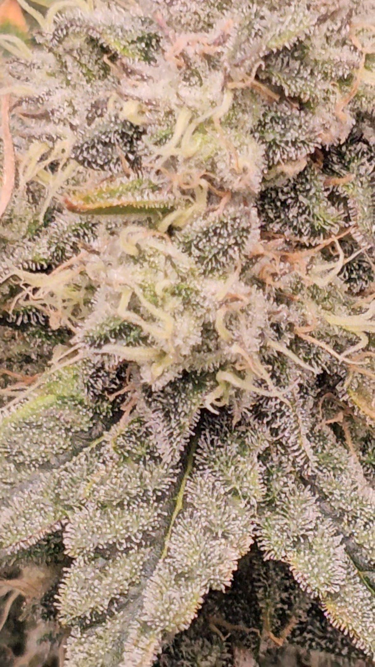 Ricky Bobby #2 (LIT) growlog photo 322