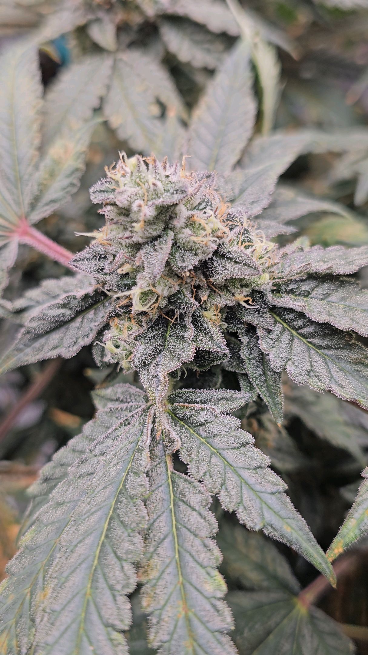 Ricky Bobby #2 (LIT) growlog photo 325