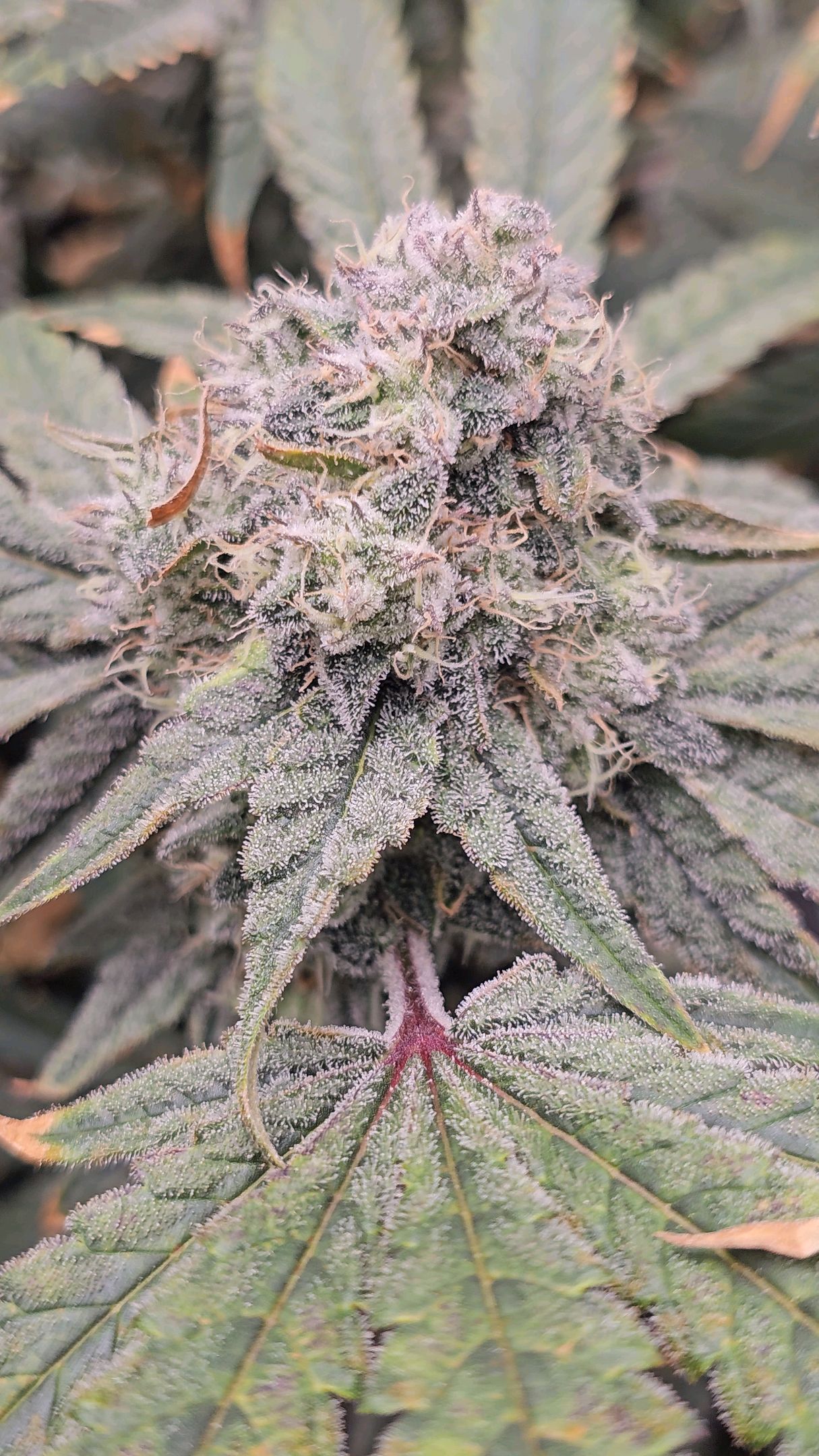 Ricky Bobby #2 (LIT) growlog photo 326