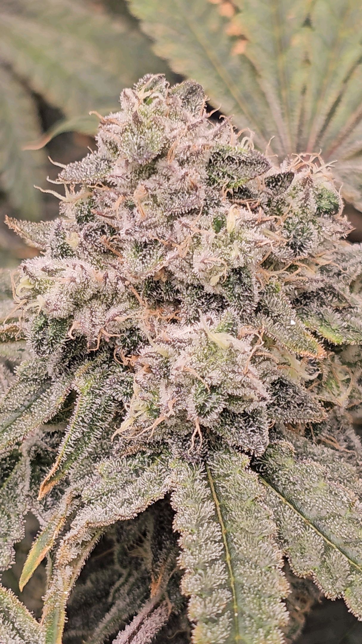 Ricky Bobby #2 (LIT) growlog photo 328