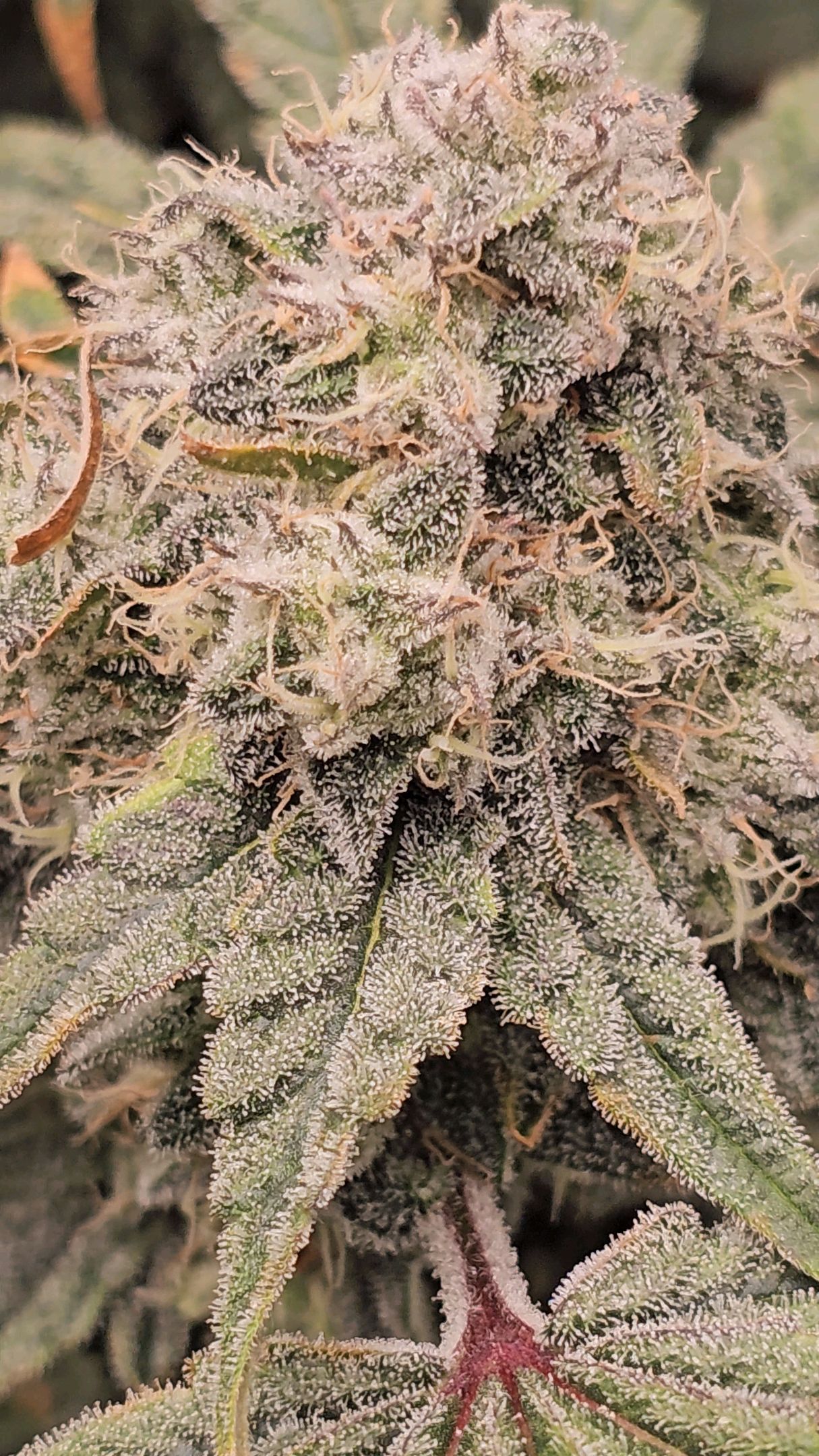 Ricky Bobby #2 (LIT) growlog photo 329