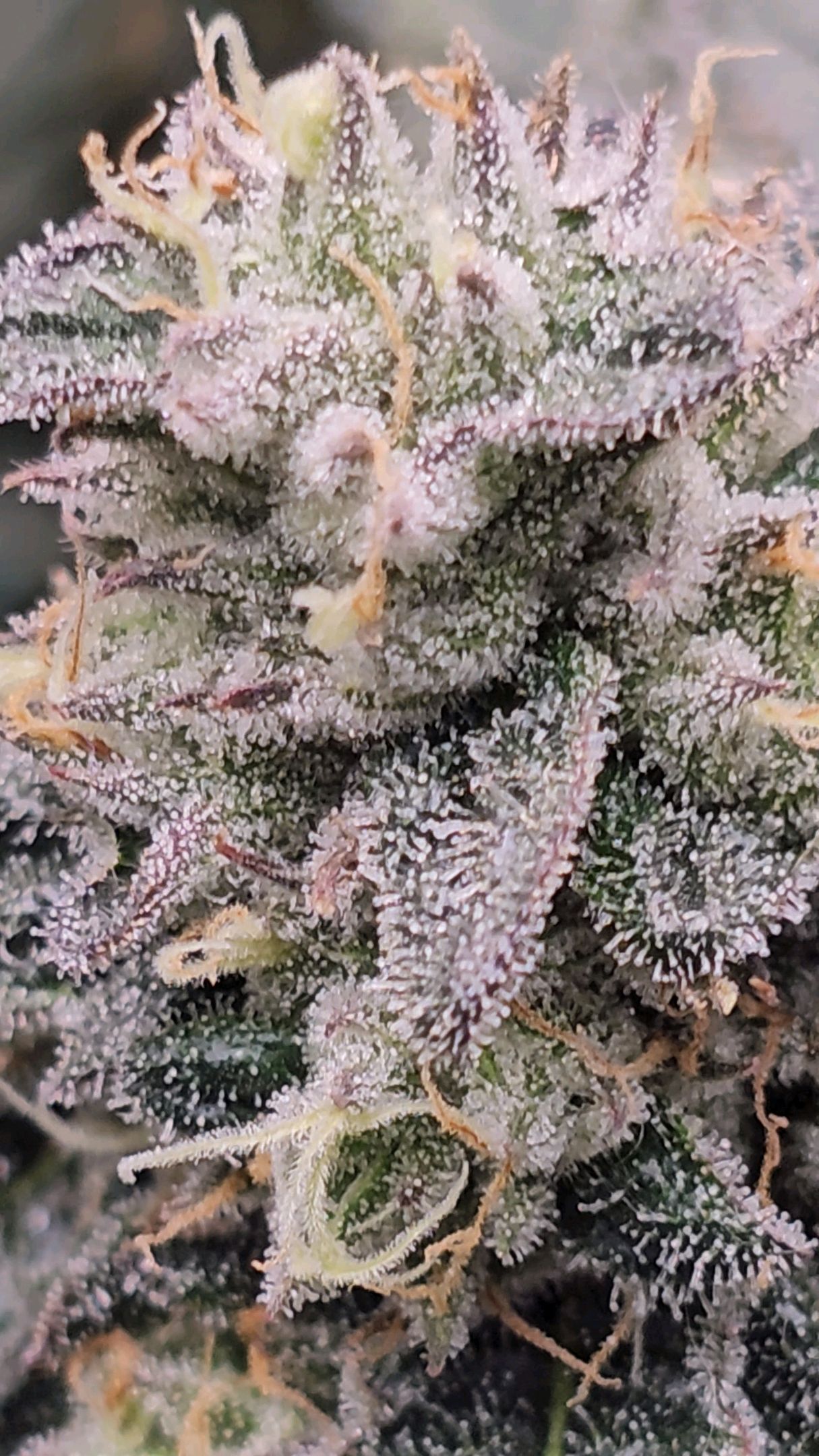 Ricky Bobby #2 (LIT) growlog photo 330