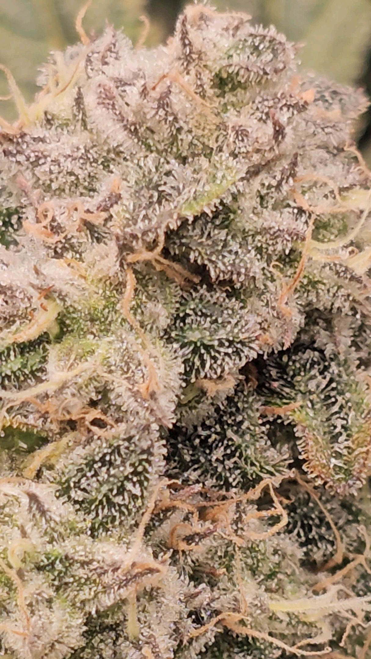 Ricky Bobby #2 (LIT) growlog photo 331