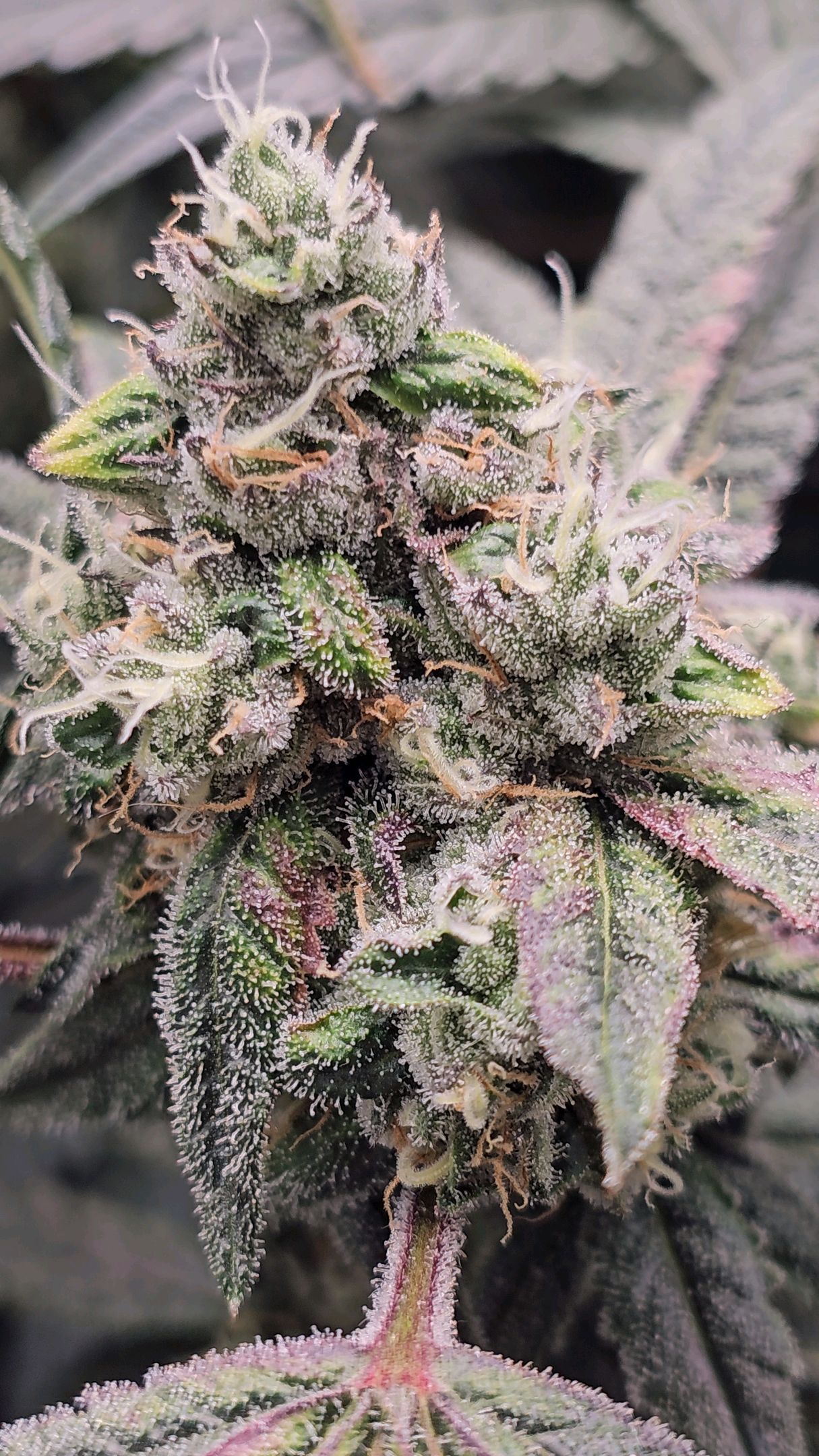 Ricky Bobby #2 (LIT) growlog photo 327