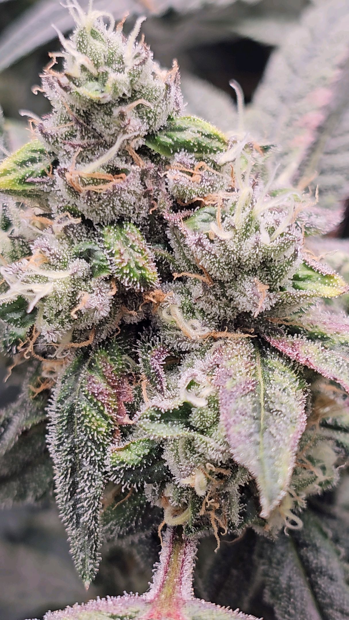 Ricky Bobby #2 (LIT) growlog photo 332