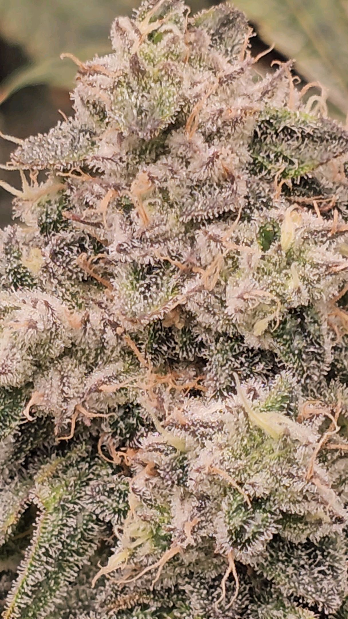 Ricky Bobby #2 (LIT) growlog photo 333