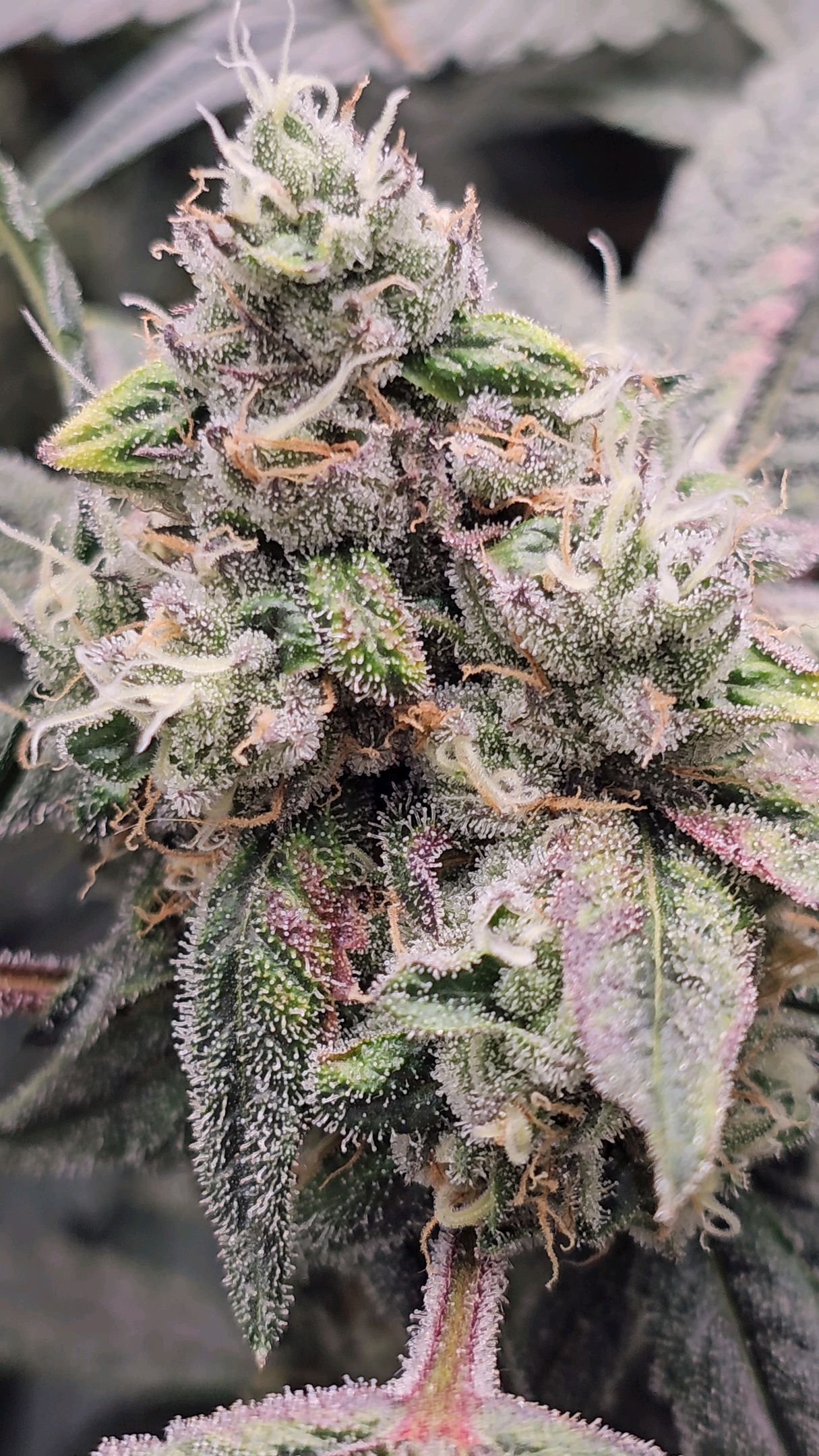 Ricky Bobby #2 (LIT) growlog photo 334