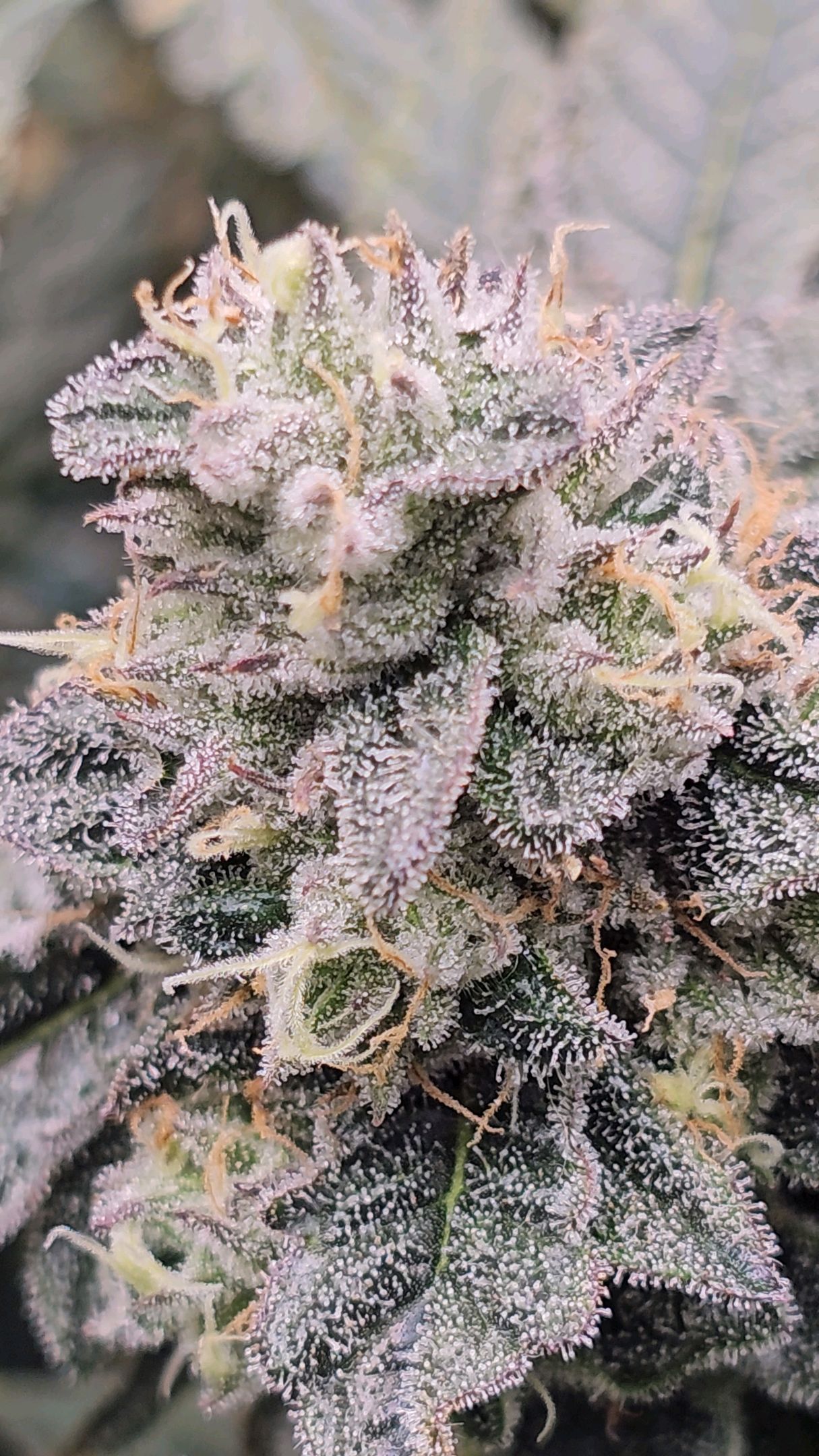 Ricky Bobby #2 (LIT) growlog photo 335