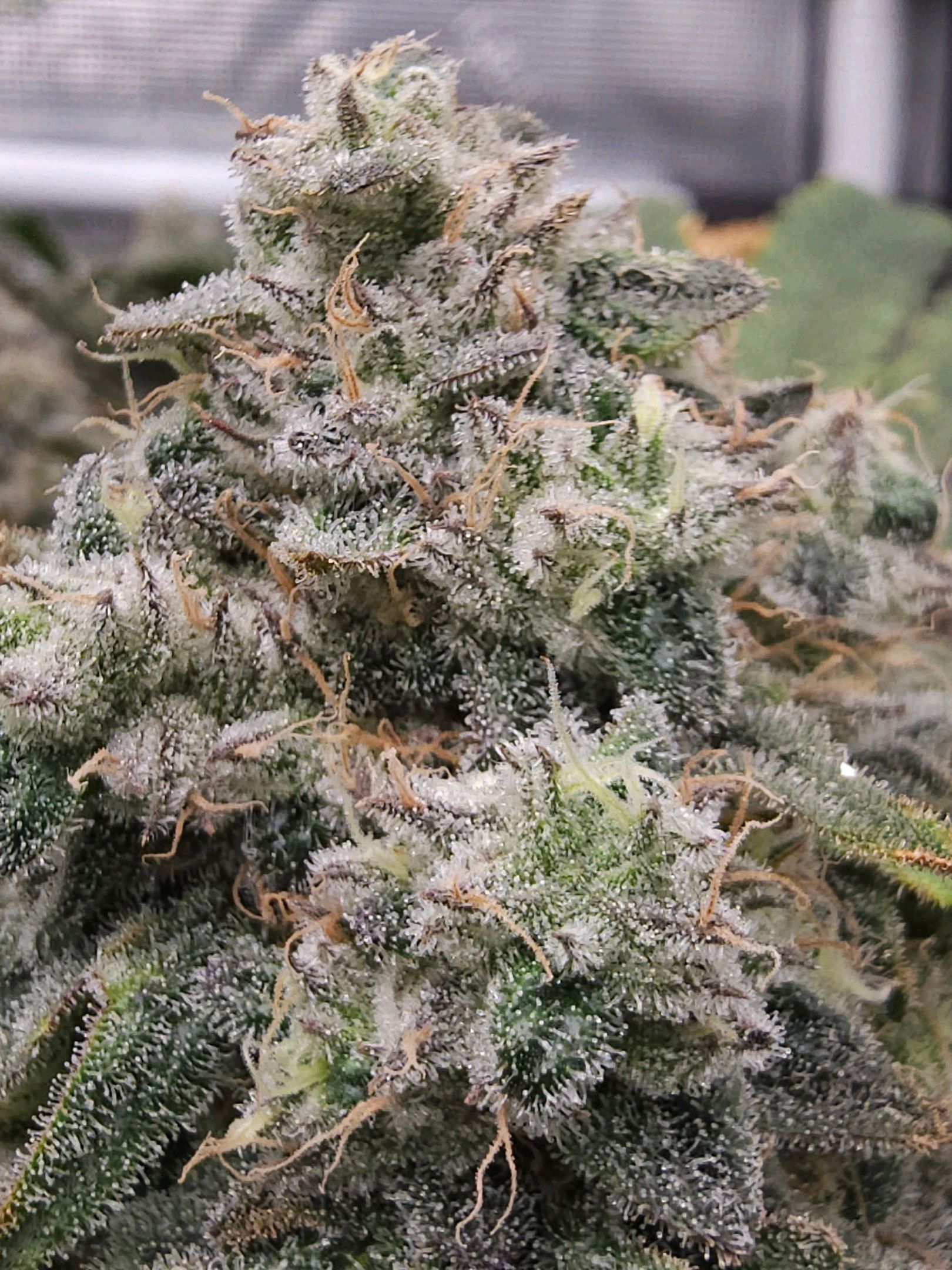 Ricky Bobby #2 (LIT) growlog photo 336
