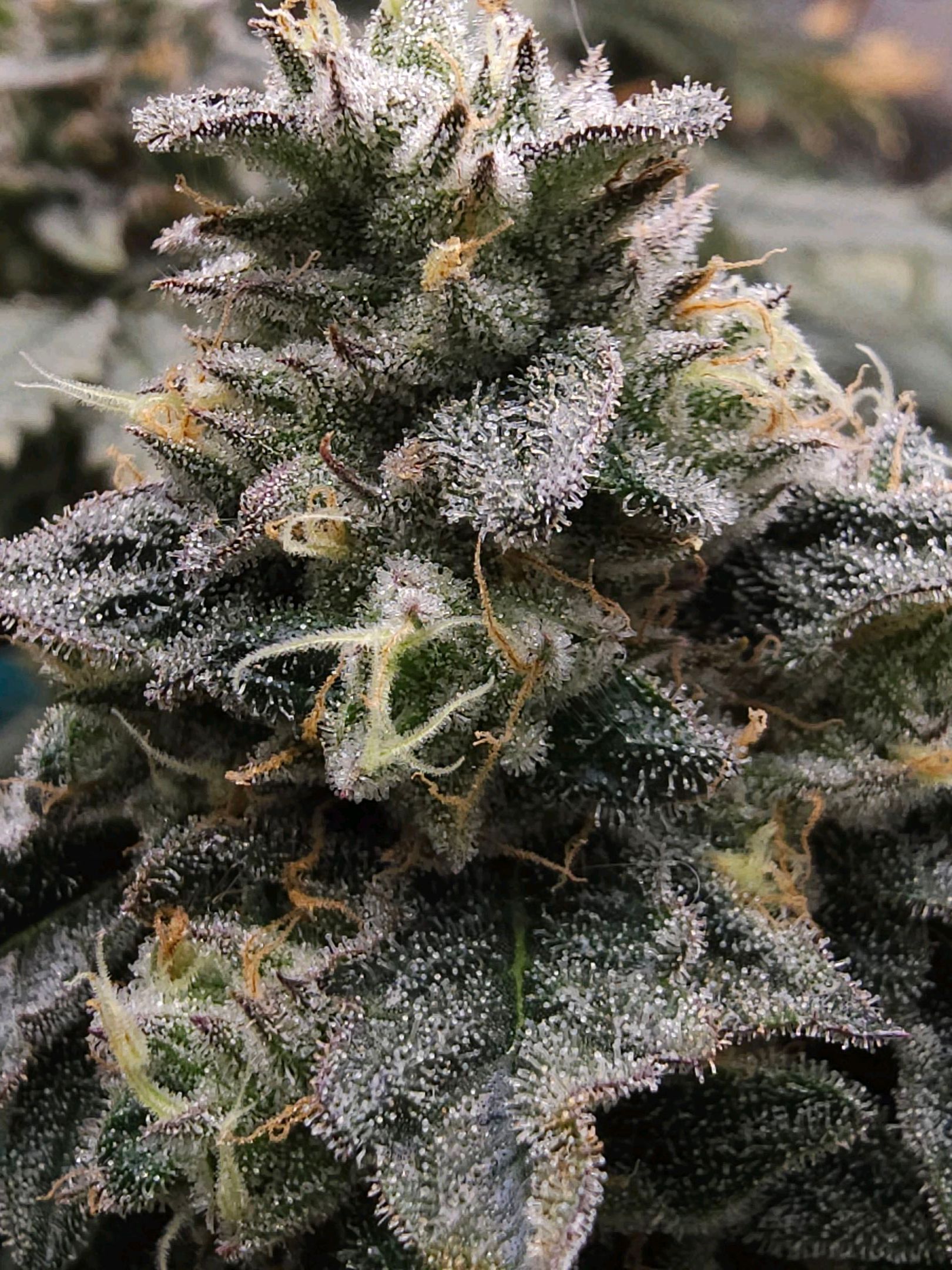 Ricky Bobby #2 (LIT) growlog photo 337