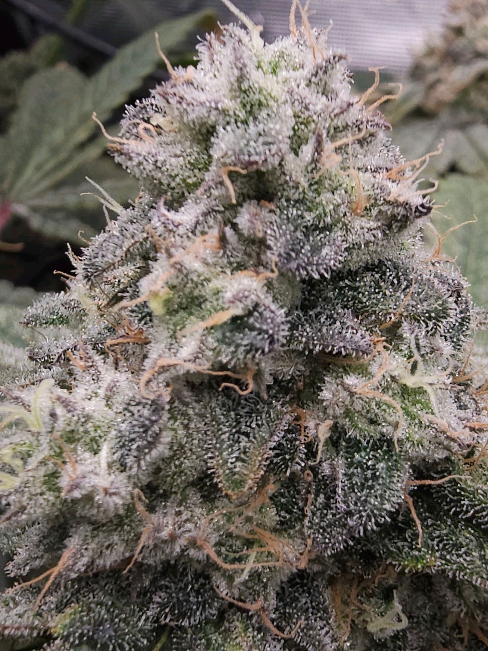 Ricky Bobby #2 (LIT) growlog photo 338