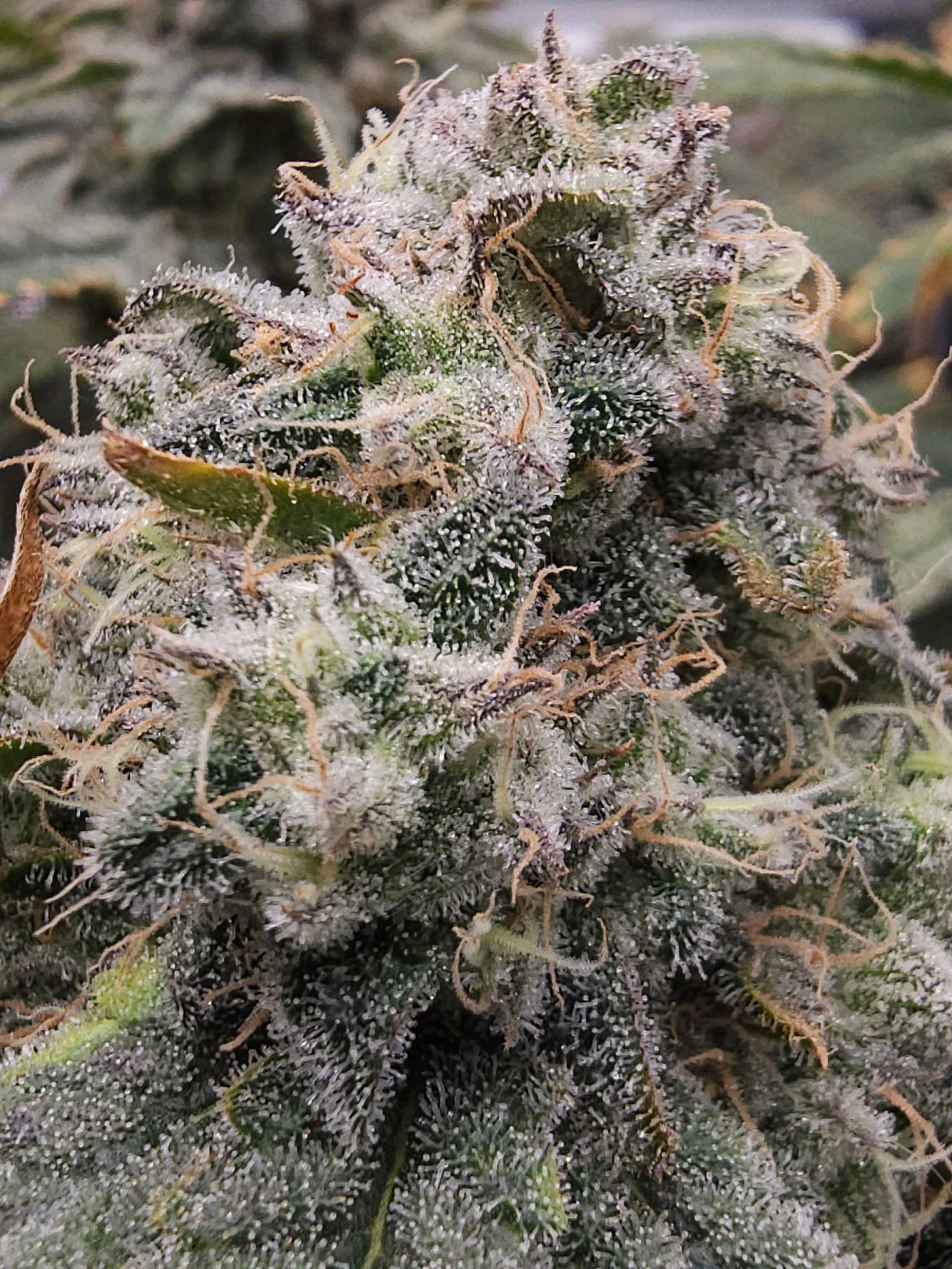 Ricky Bobby #2 (LIT) growlog photo 339