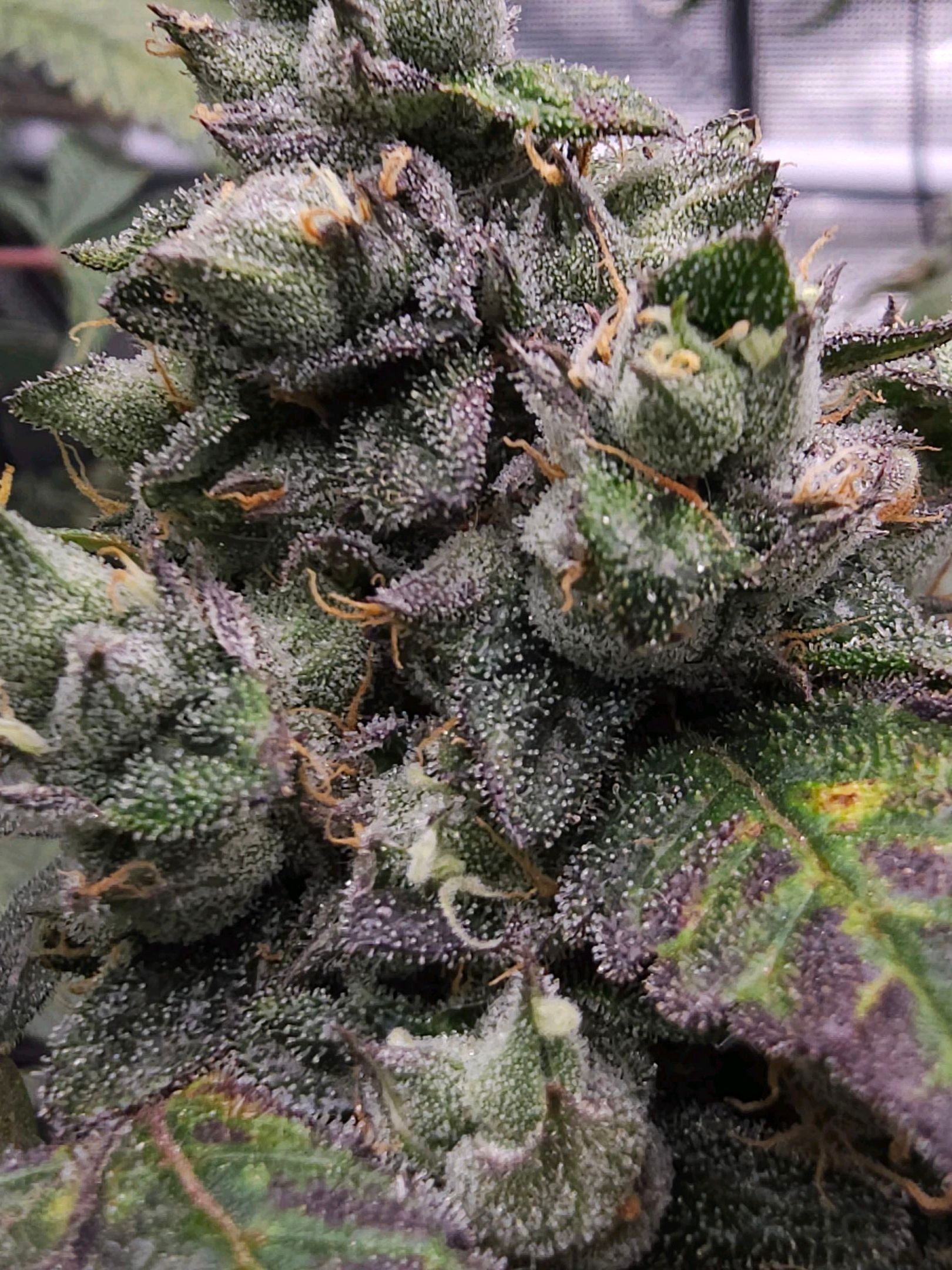 Ricky Bobby #2 (LIT) growlog photo 340