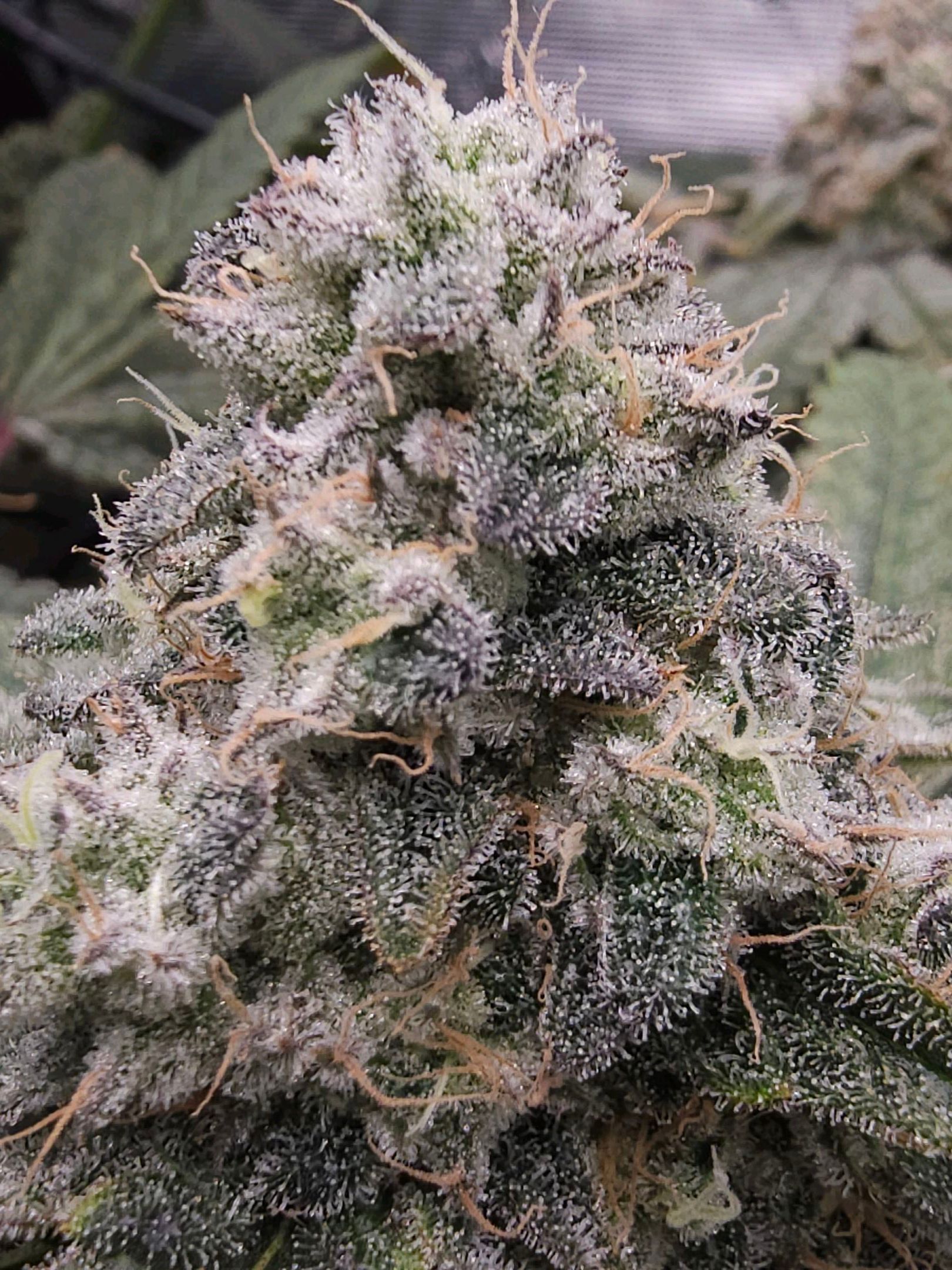 Ricky Bobby #2 (LIT) growlog photo 341