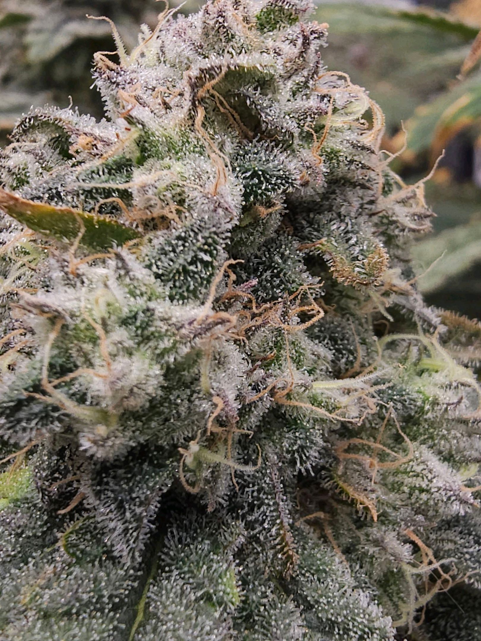 Ricky Bobby #2 (LIT) growlog photo 342