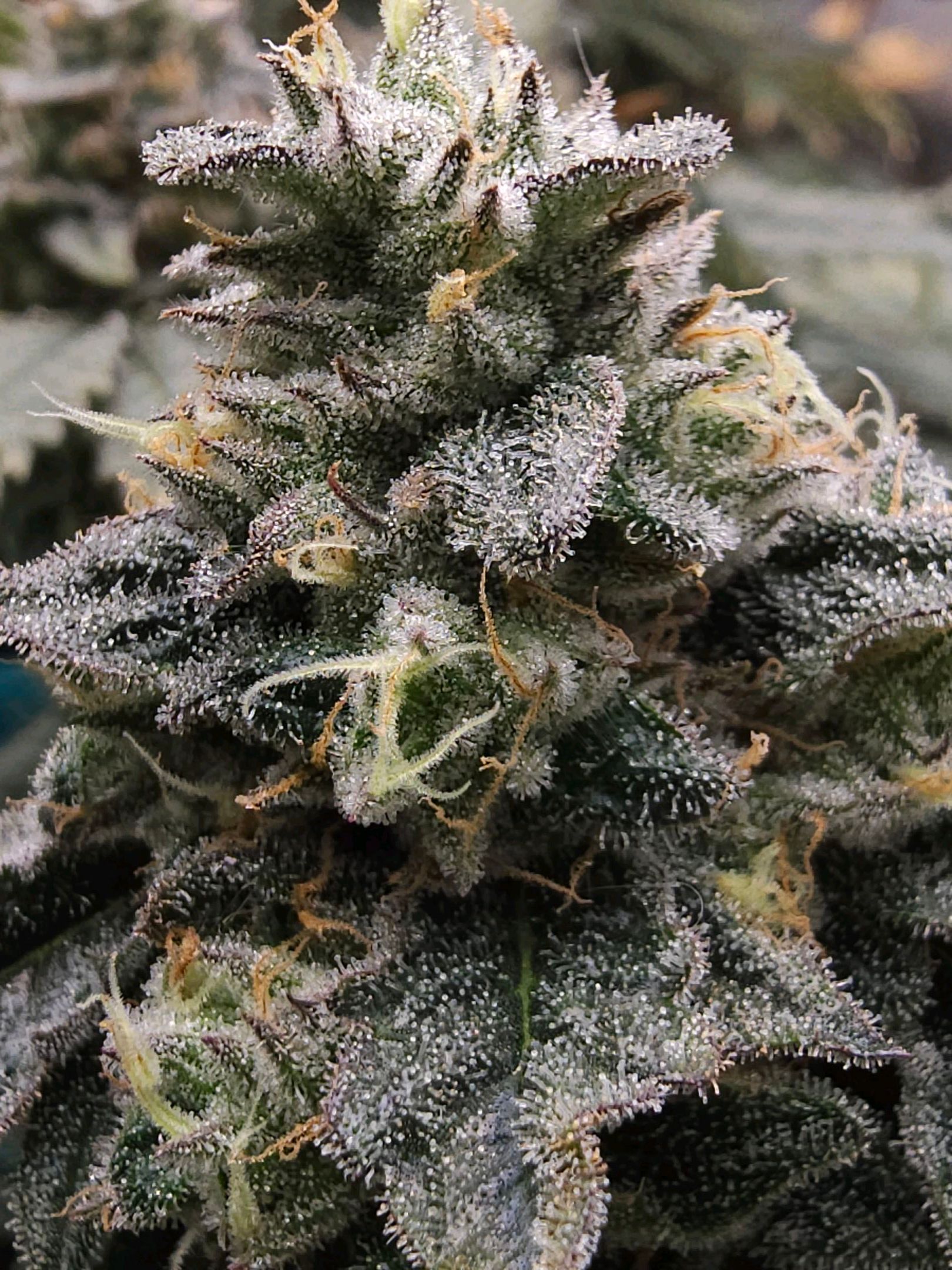 Ricky Bobby #2 (LIT) growlog photo 344