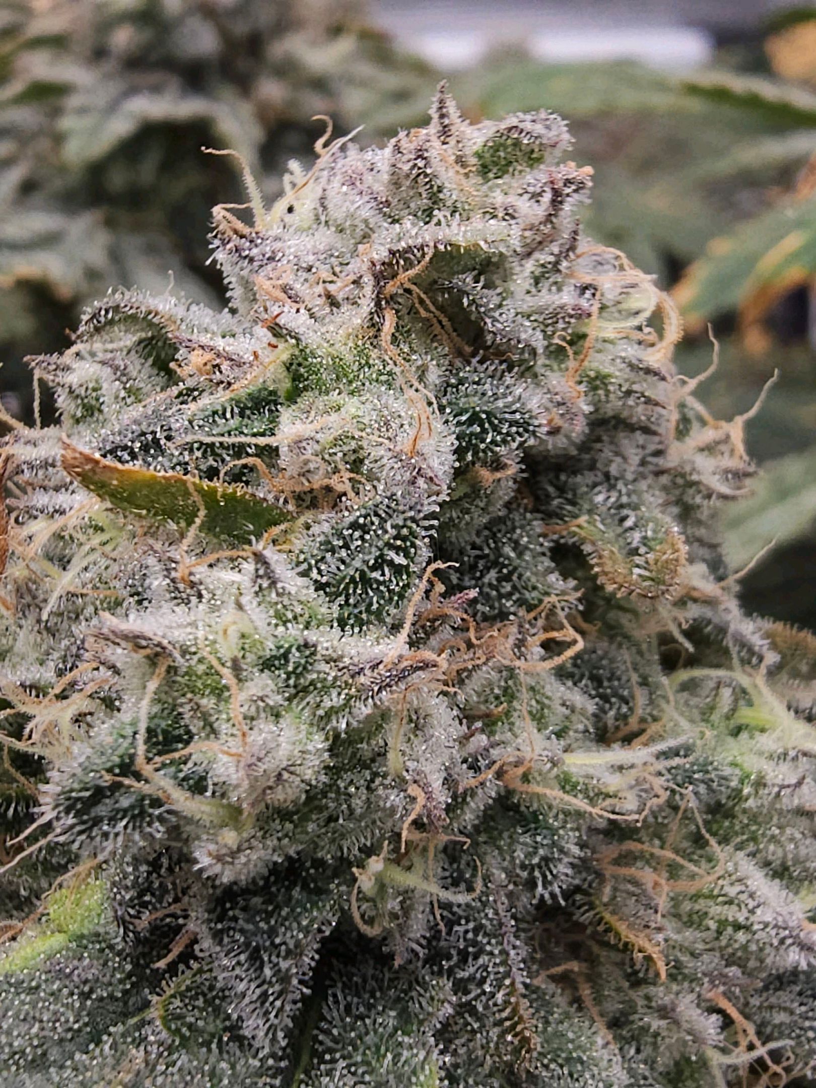 Ricky Bobby #2 (LIT) growlog photo 345