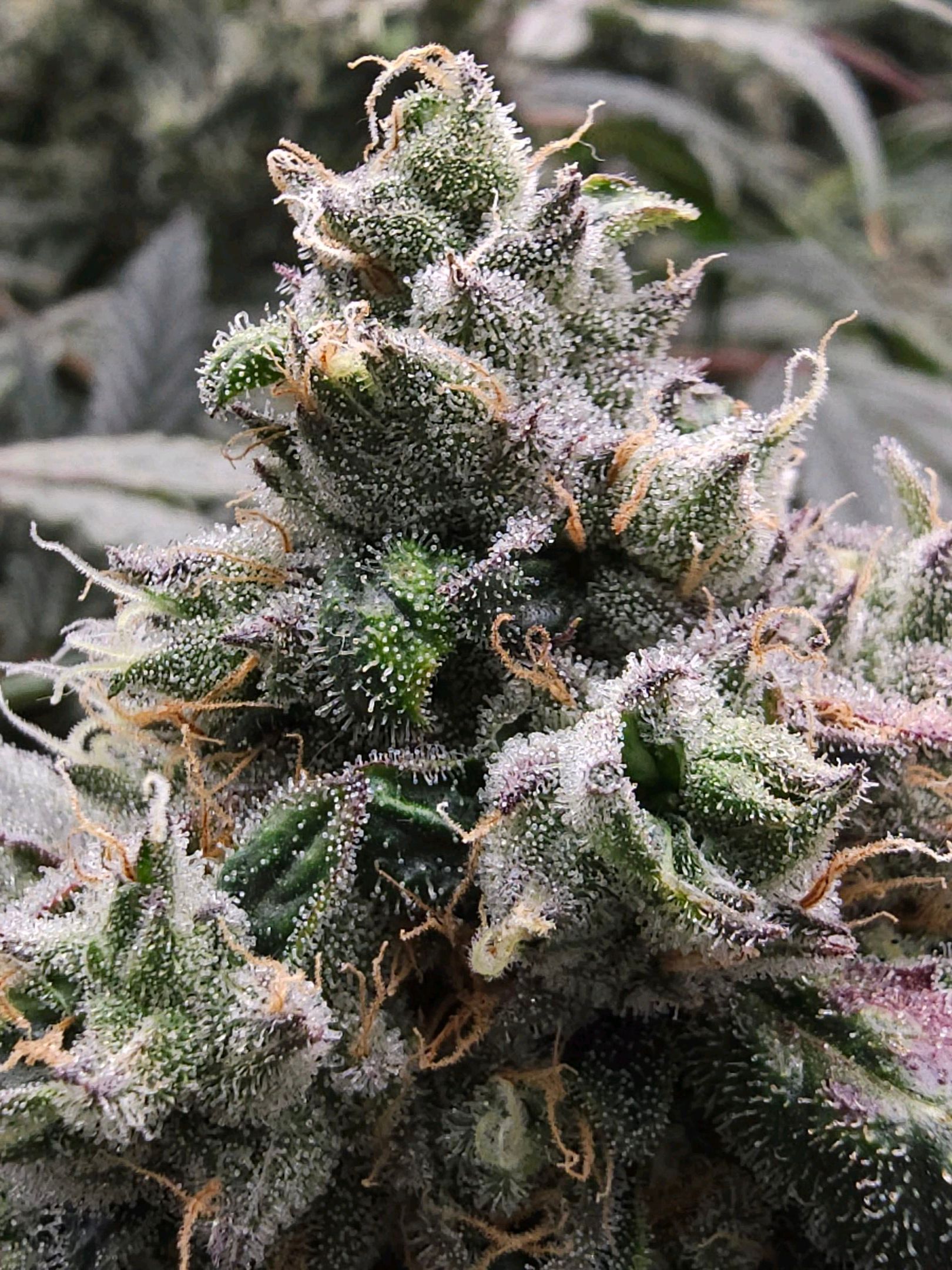 Rainbow candy #1 (LIT) growlog photo 353