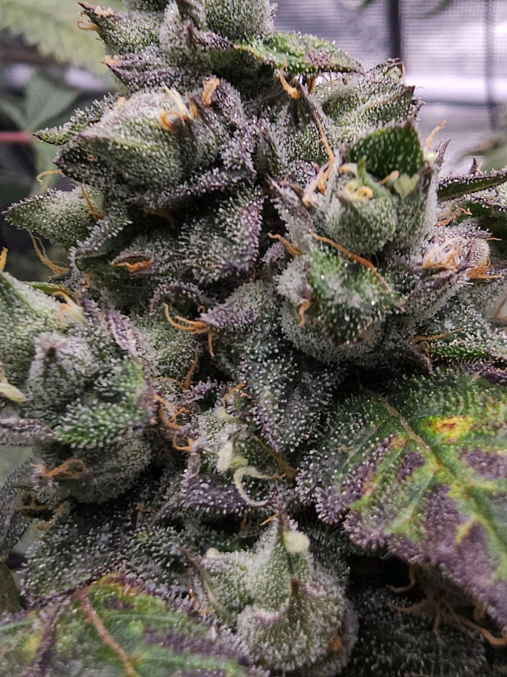 Rainbow candy #1 (LIT) growlog photo 352