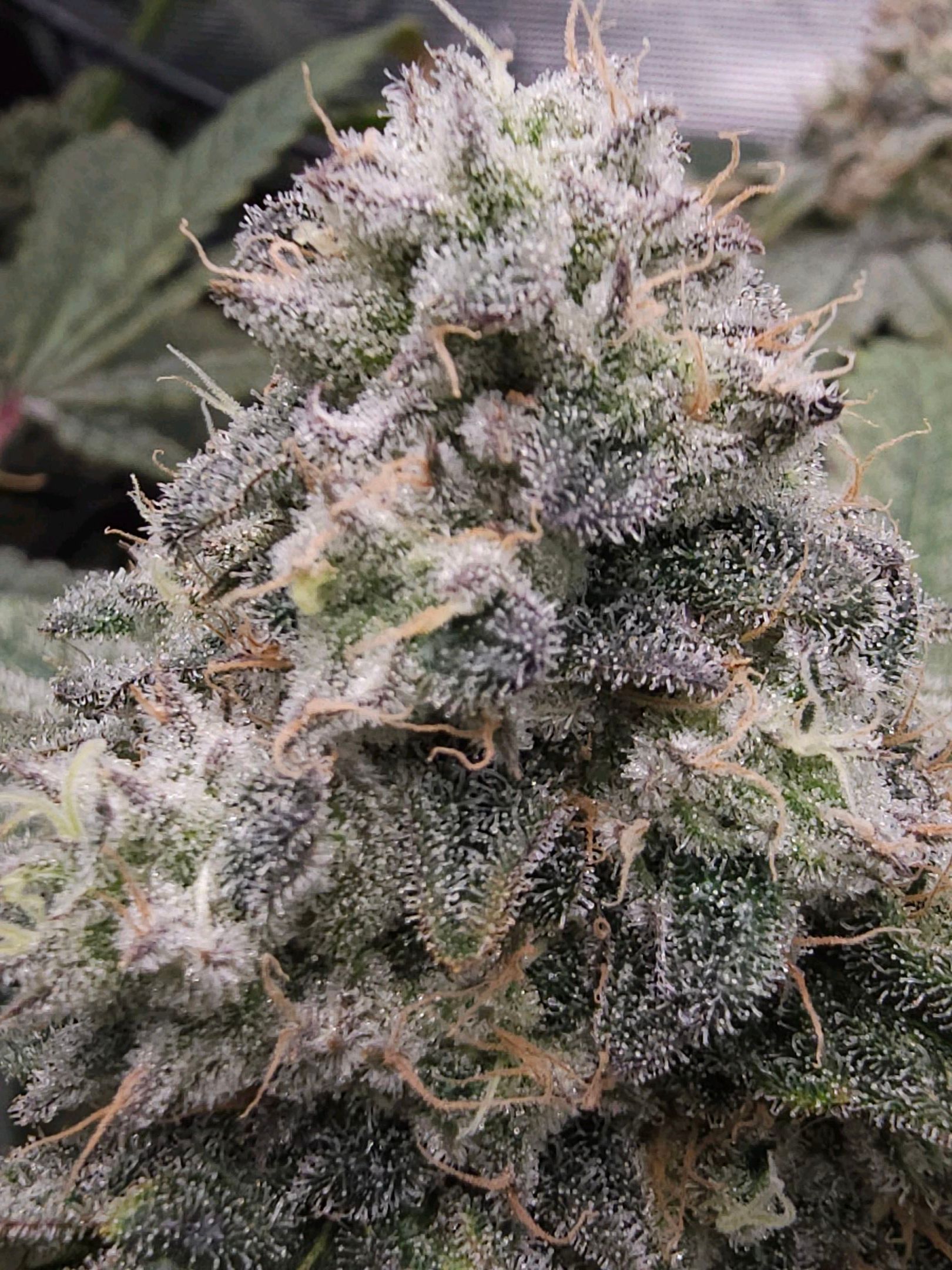 Ricky Bobby #2 (LIT) growlog header