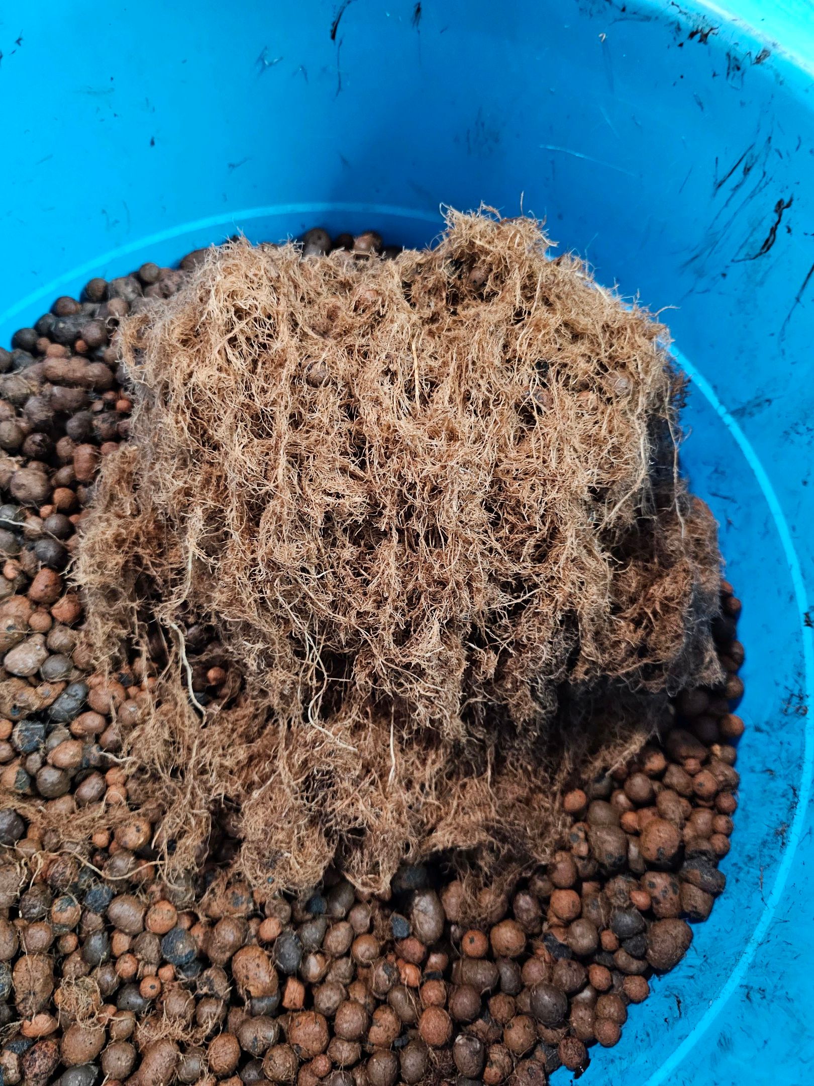 Ricky Bobby #2 (LIT) growlog photo 347