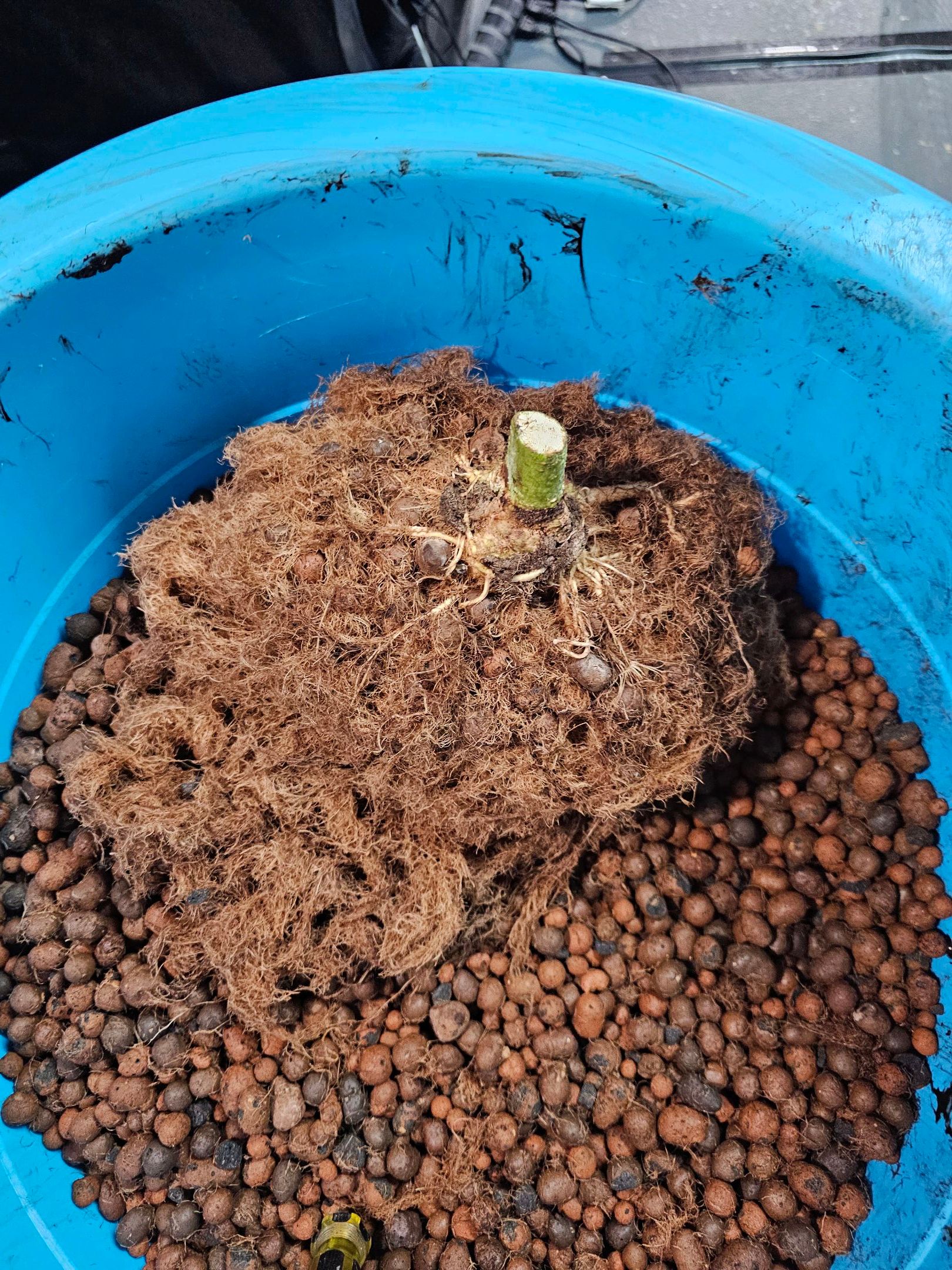 Ricky Bobby #2 (LIT) growlog photo 348