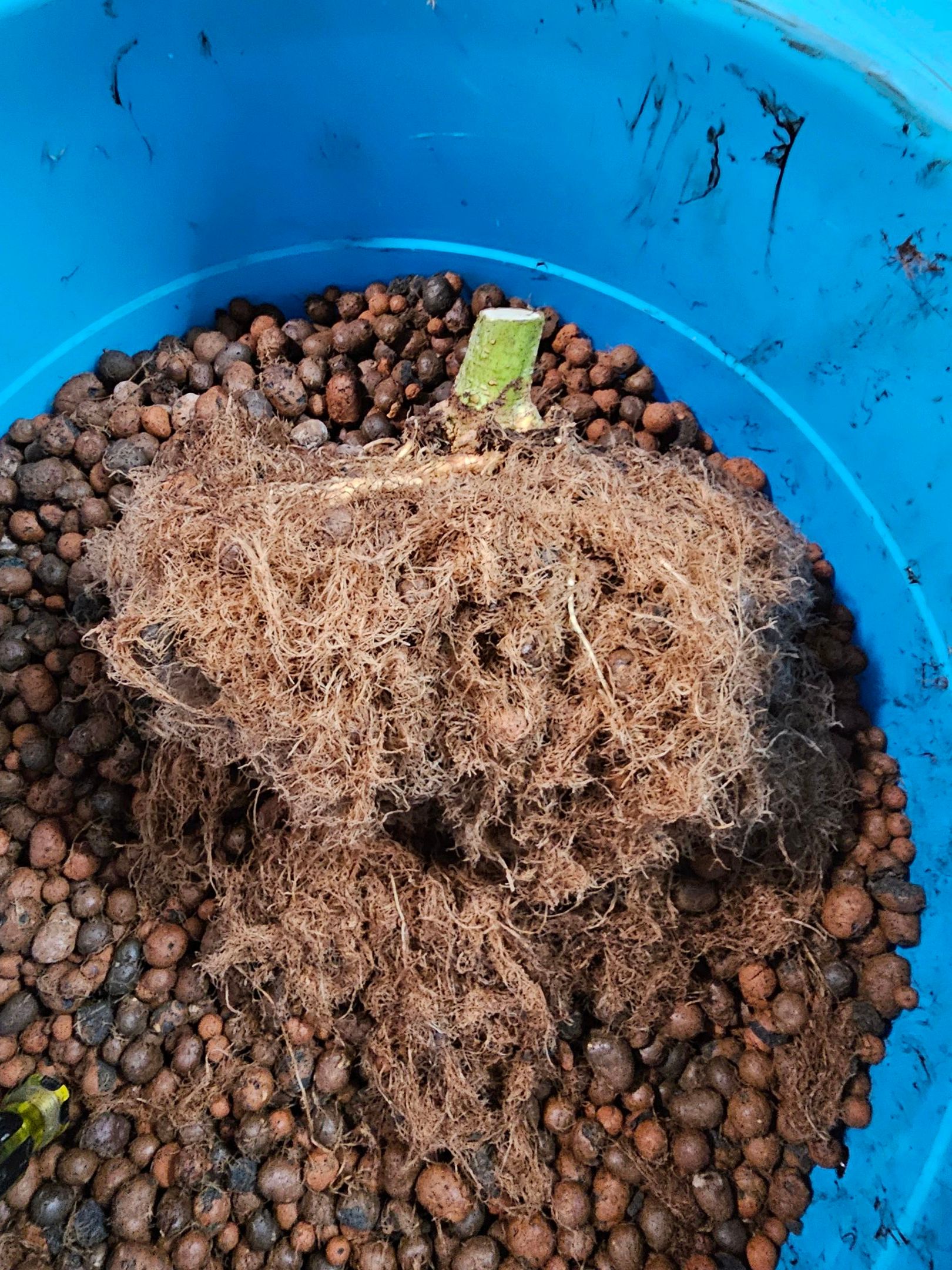 Ricky Bobby #2 (LIT) growlog photo 349