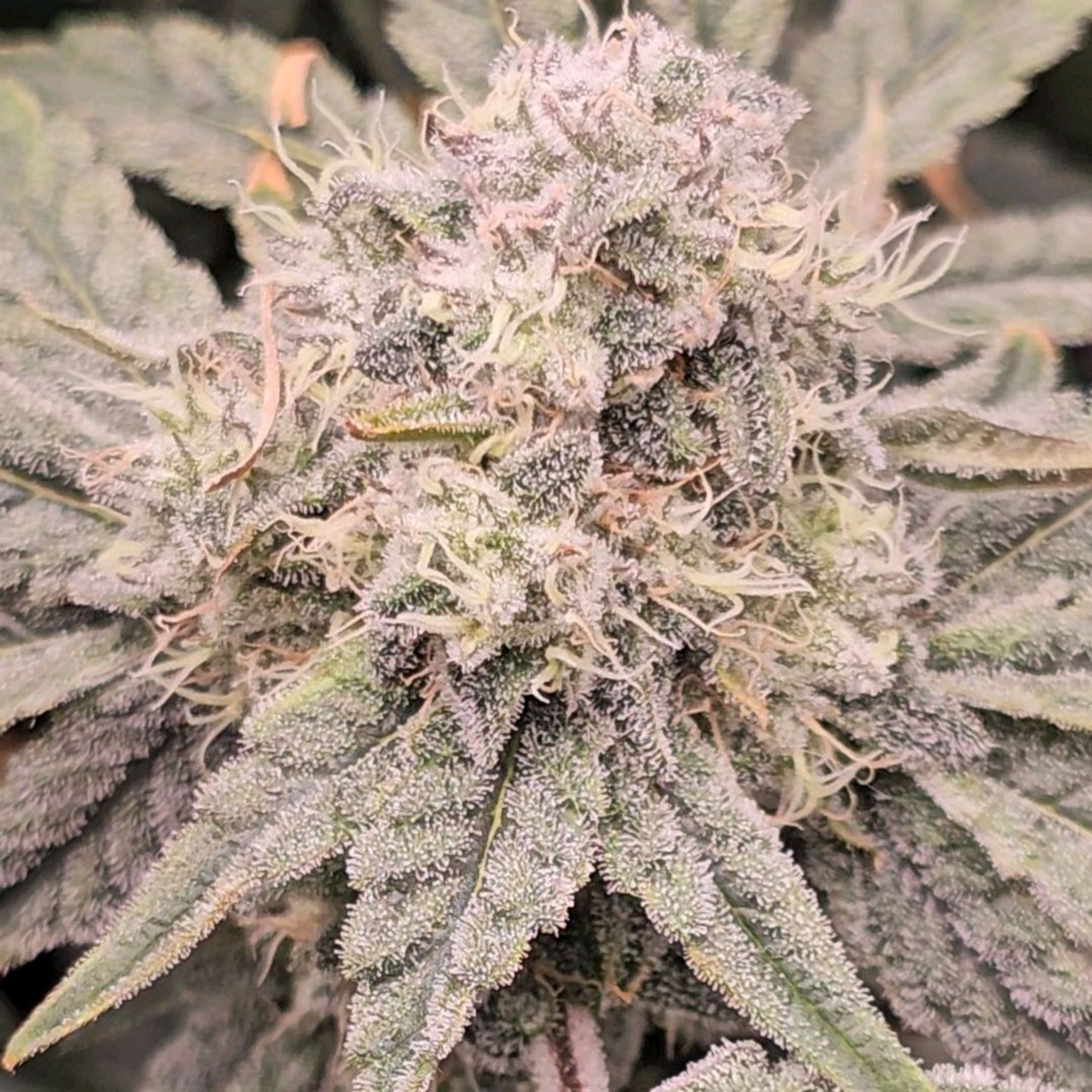 Rainbow candy #1 (LIT) growlog header
