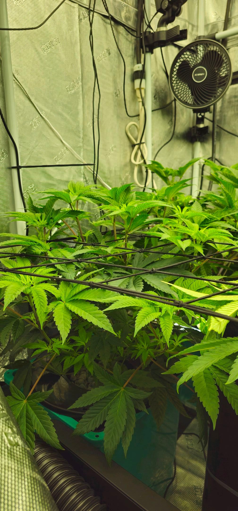 Jelly Breath S1 #1 growlog header