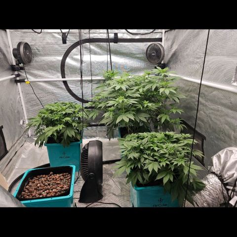 Tropicana cookies X Grandpa's cookies #10 #1 growlog timeline photo