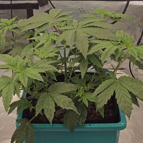 Tropicana cookies X Grandpa's cookies #10 #1 growlog timeline photo