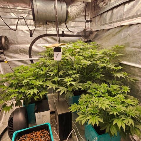 Tropicana cookies X Grandpa's cookies #10 #1 growlog timeline photo