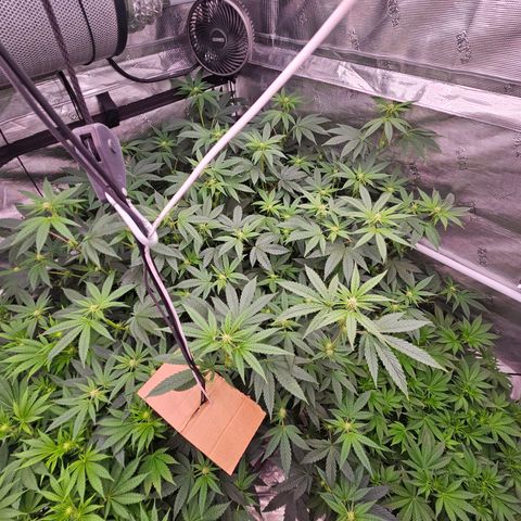 Tropicana cookies X Grandpa's cookies #10 #1 growlog timeline photo