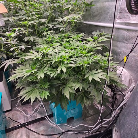 Tropicana cookies X Grandpa's cookies #10 #1 growlog timeline photo