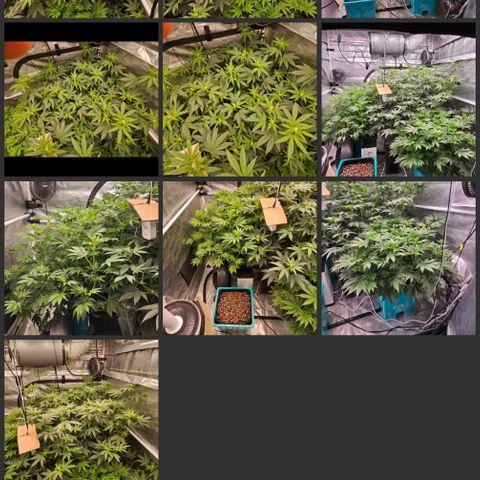 Tropicana cookies X Grandpa's cookies #10 #1 growlog timeline photo