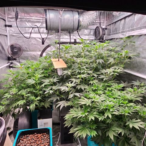 Tropicana cookies X Grandpa's cookies #10 #1 growlog timeline photo